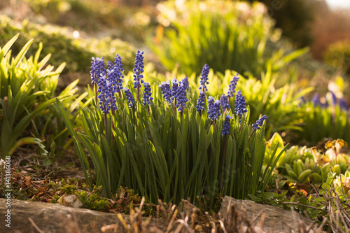 Fototapeta Naklejka Na Ścianę i Meble -  bunch of blooming muscari grape hyacinth flower growing in spring garden with grass and sunshine