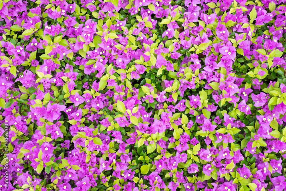 Bougainvillea flower background texture. Bougainvillea flower background texture.