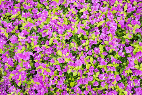 Bougainvillea flower background texture.