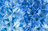 Background of blue flowers