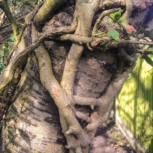 Ivy branches tightly wrapped and entwined around a bird tree in sunlight. some Ivy leaves can be seen. The ivy looks like it is strangling the tree. mobilestock photo