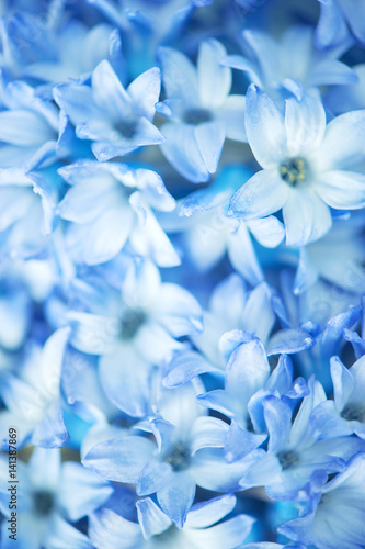 Background of blue flowers