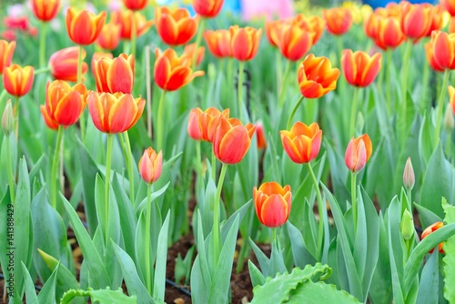 Fototapeta Naklejka Na Ścianę i Meble -  Fresh colorful tulips in warm sunlight