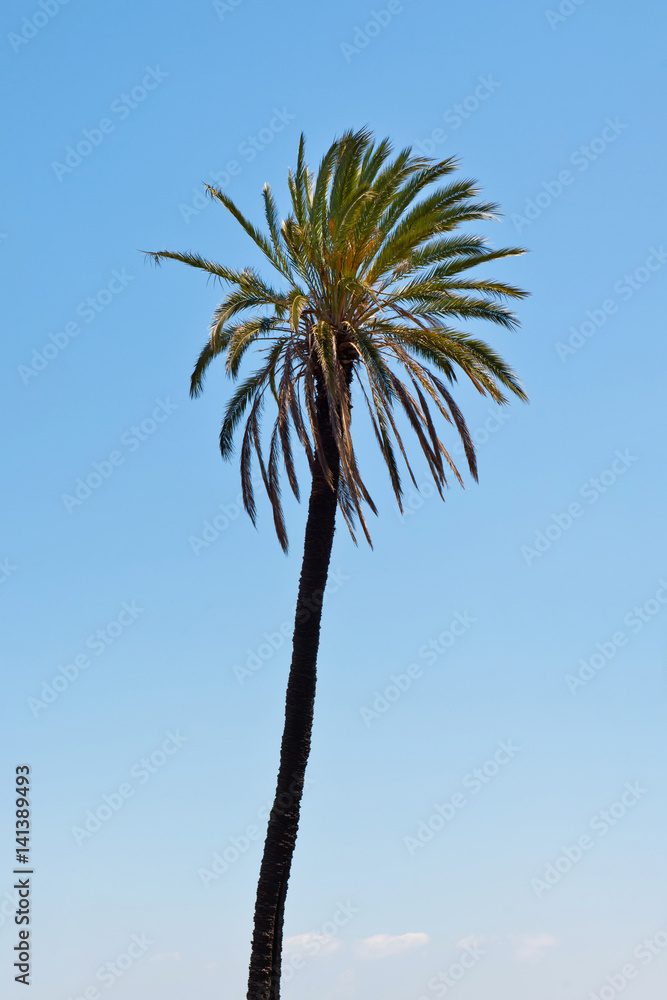 High palm tree High palm tree