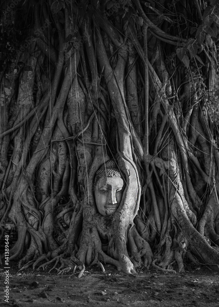 Ancient Buddha in tree roots