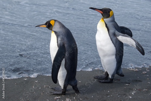 Two king penguins looking at the ocean at Gold Harbor in South Georgia  Antarctica