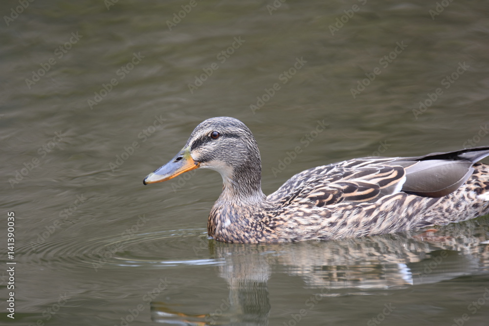 Stockenten am See