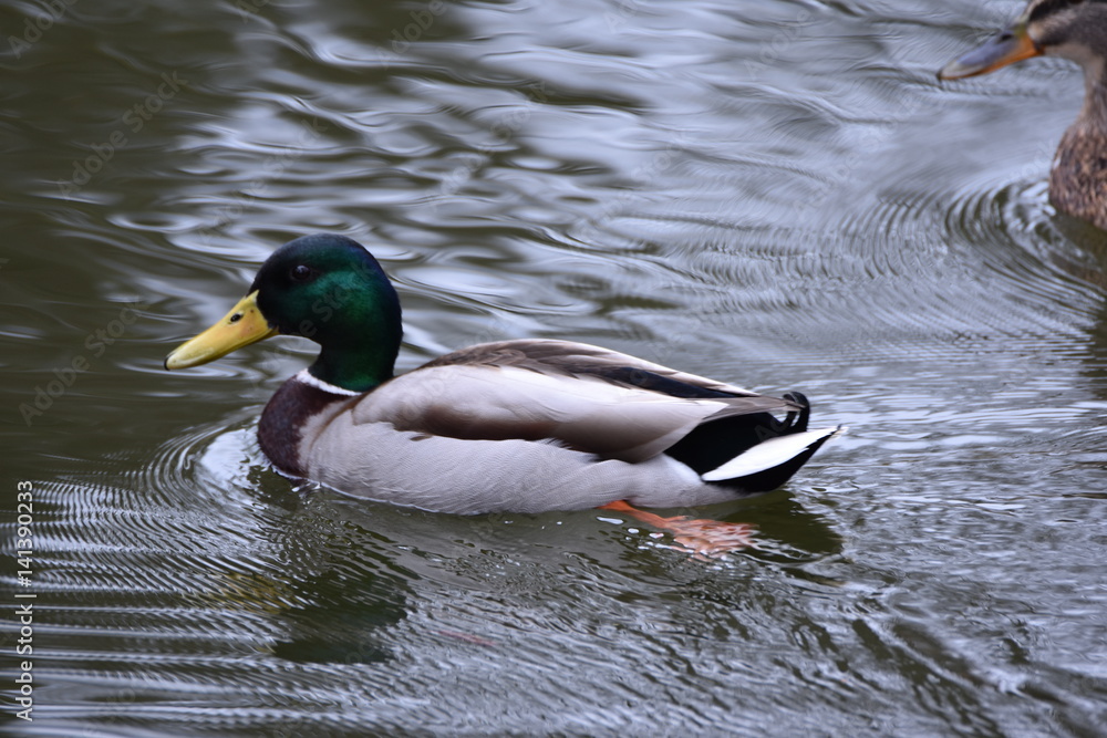 Fototapeta premium Stockenten am See