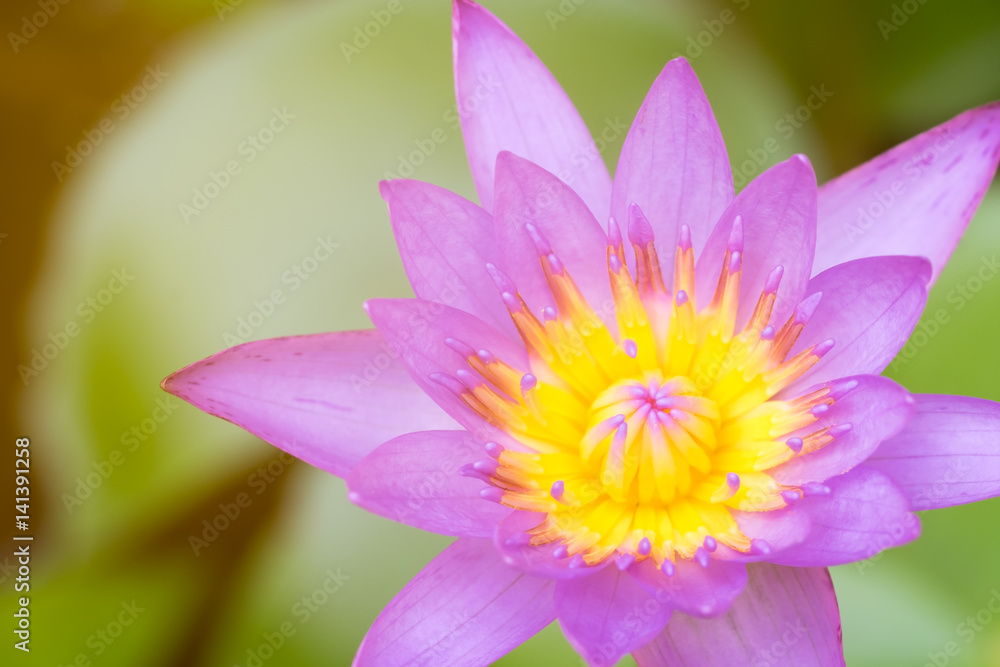 Obraz premium Purple lotus.
