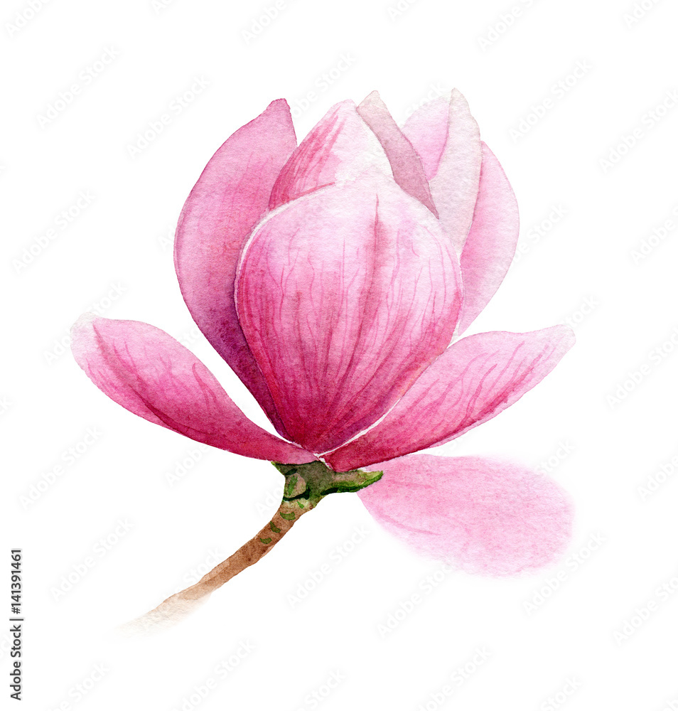 Obraz premium pink flower of magnolia or tulip tree, romantic botanical illustration for wedding, invitation, postcard, valentine's day design