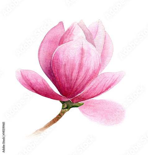 pink flower of magnolia or tulip tree, romantic botanical illustration for wedding, invitation, postcard, valentine's day design