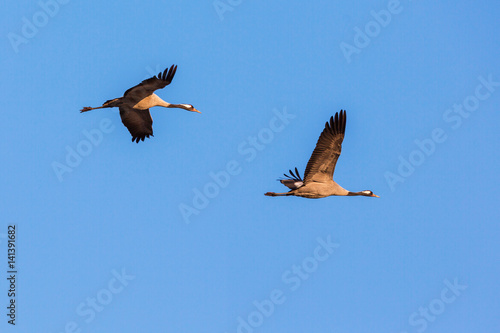 Pair of crane in fly the sky