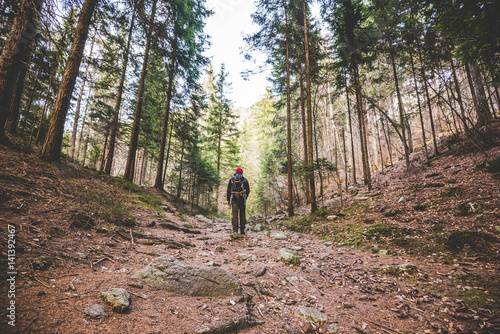 hiker walking on a mountain trail in the woods - wanderlust travel concept with sporty people at excursion in wild nature - outdoor activity italian Alps Italy © UMB-O