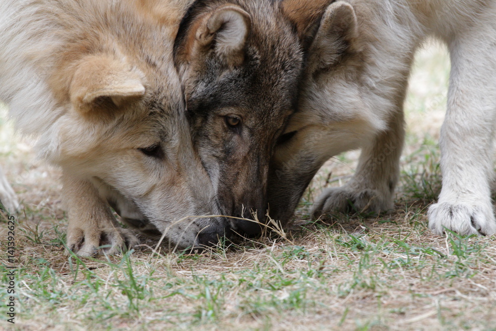 American Wolfdog, Wolf and animals American Wolfdog, Wolf and animals