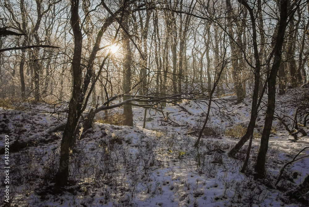 Winter wonder land Winter wonder land