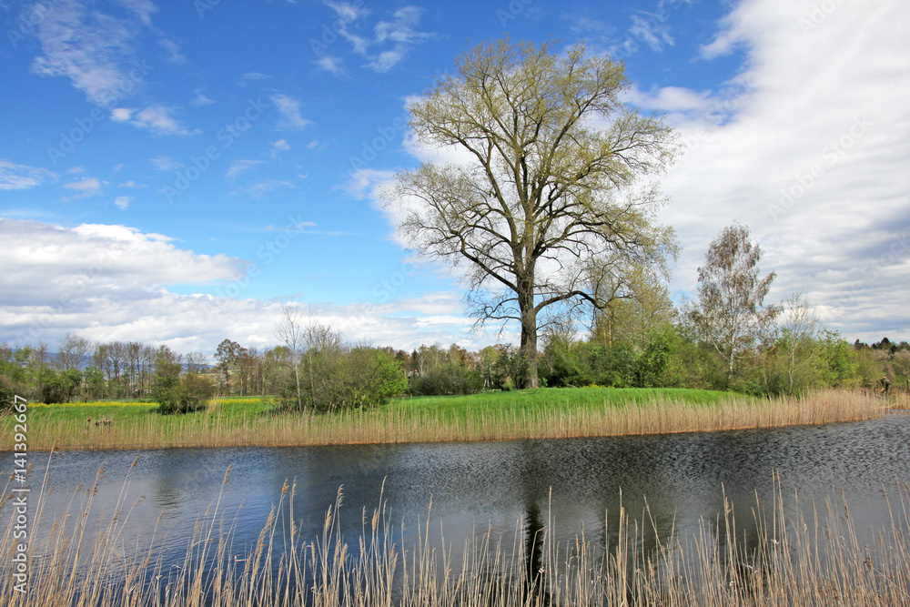 baum an teich, seeland, neuenburgersee, schweiz baum an teich, seeland, neuenburgersee, schweiz