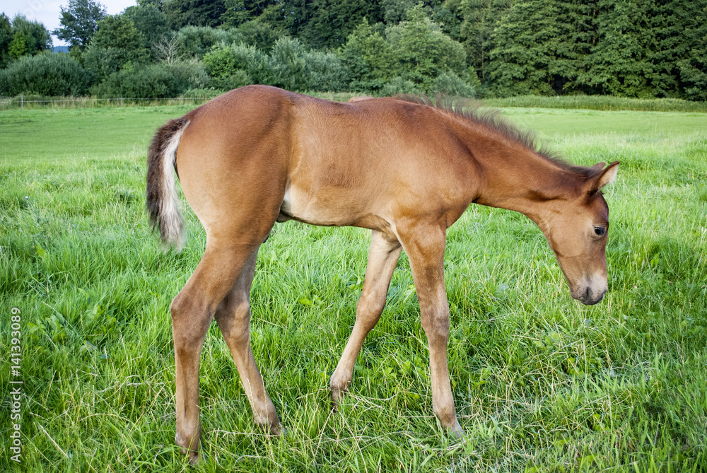 Fototapeta premium Junges Fohlen beim Grasen auf Weide