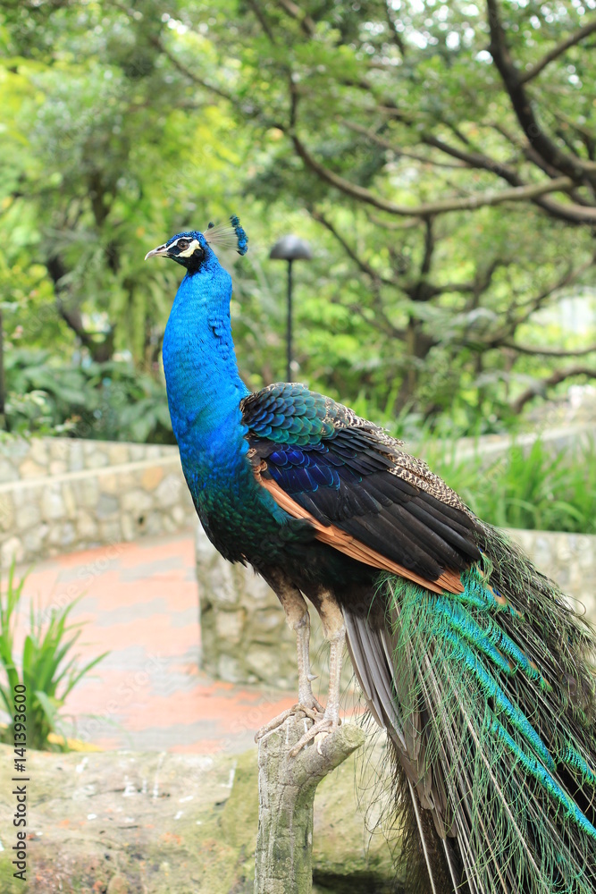 Indian blue peafowl -vertical Indian blue peafowl -vertical