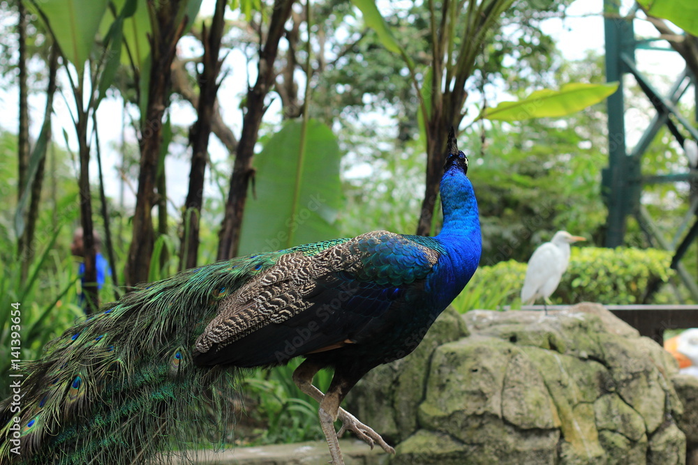 Indian blue peafowl looking at a white egret. Indian blue peafowl looking at a white egret.
