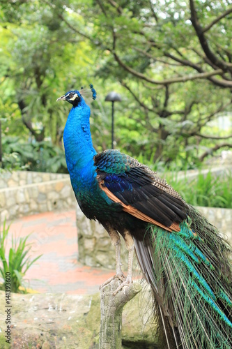 Indian blue peafowl -vertical
