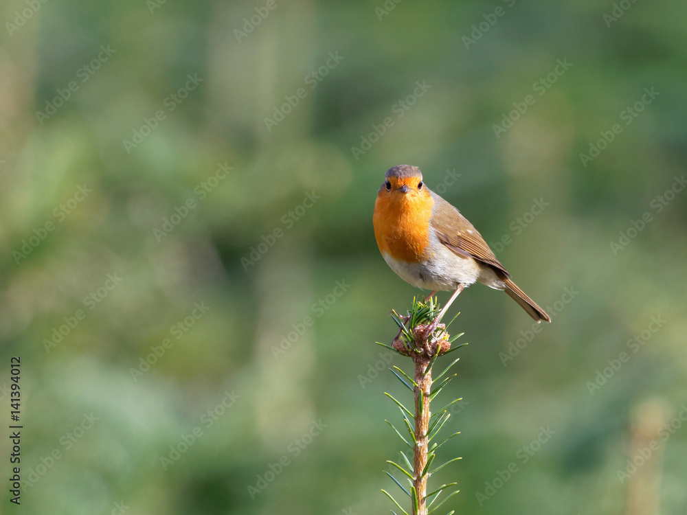 Robin - Erithacus rubecula Robin - Erithacus rubecula