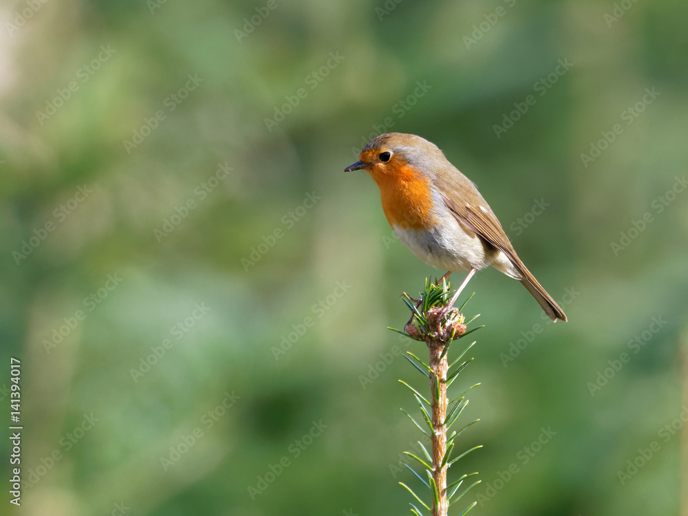Robin - Erithacus rubecula Robin - Erithacus rubecula