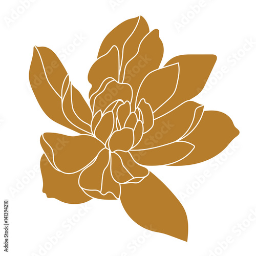 Golden magnolia tropical flower blossom in leaves on a white background.