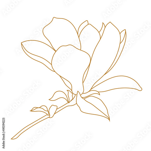 Golden magnolia tropical flower blossom in leaves on a white background.