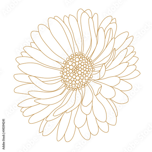 Monochrome, golden aster flower isolated on a white background. Vector.