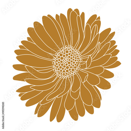 Monochrome, golden aster flower isolated on a white background. Vector. photo