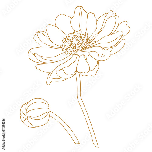 Golden illustration of chamomile/daisy flower isolated on white background. Vector.