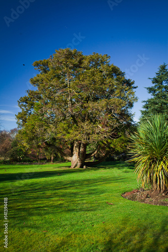 Quadro su tela Old yew tree in the garden.