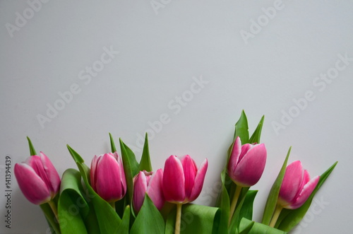 tulipany photo