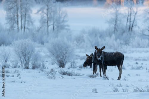 Moose © Johannes Jensås