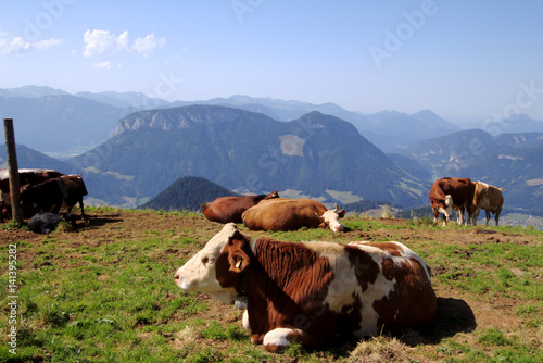 Cows on a mountain. Bathing in sunshine.