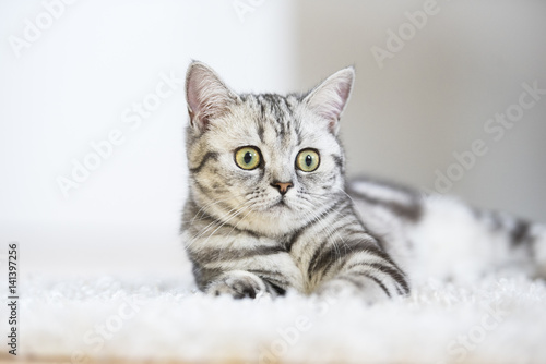 British short hair cat lying on fur rug on wooden background © cwzahner
