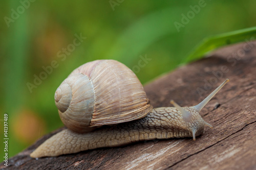 Burgundy snail, Roman snail, edible snail or escargot (Helix pomatia)