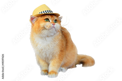 Canvas Print Garfield cat wearing hat isolated