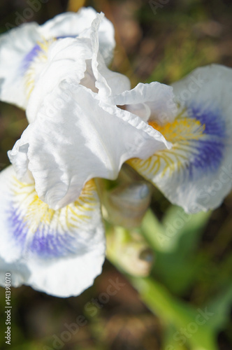 Fototapeta Naklejka Na Ścianę i Meble -  White with yellow and blue iris flower head close up