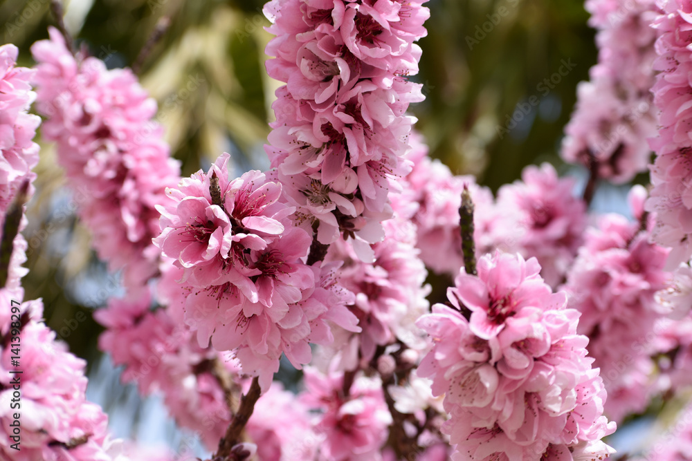 Pink peach blossoms with green and blue background