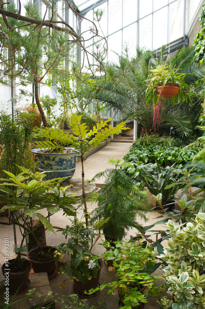 Greenhouse inside with green plants