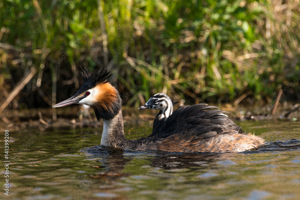 Great crested grebe Great crested grebe
