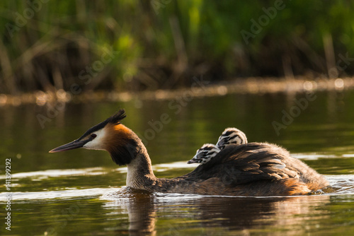 Great crested grebe photo