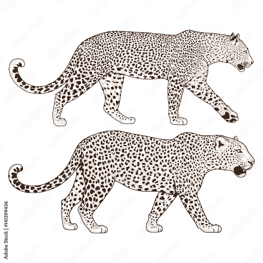 Obraz premium Leopard face tattoo ,Vector illustration, print