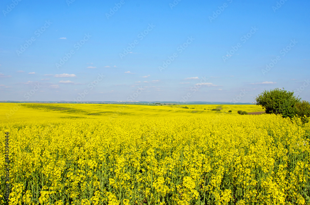 Bright cheerful spring landscape with yellow rape field Bright cheerful spring landscape with yellow rape field