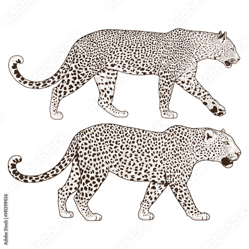 Leopard face tattoo  Vector illustration  print