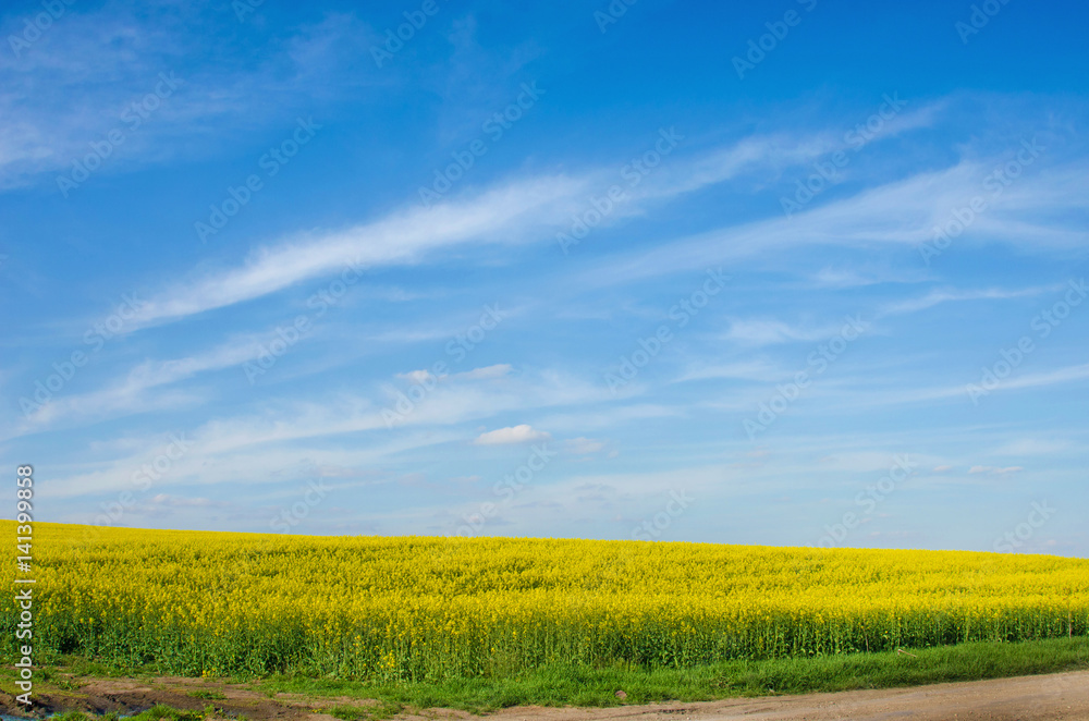 Bright cheerful spring landscape with yellow rape field against the sky with bands of clouds