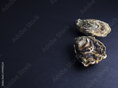 Utah oysters isolated on dark background
