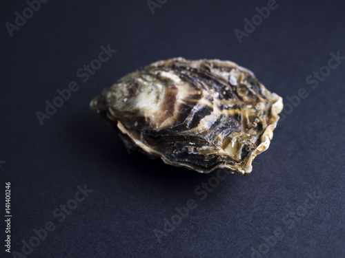 Utah oysters isolated on dark background