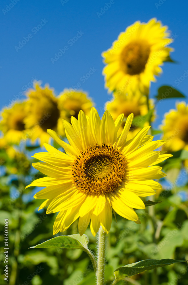 The charming landscape of sunflowers against the sky